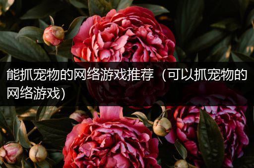 能抓宠物的网络游戏推荐（可以抓宠物的网络游戏）