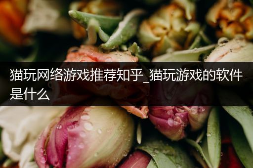 猫玩网络游戏推荐知乎_猫玩游戏的软件是什么