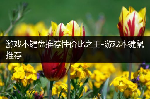 游戏本键盘推荐性价比之王-游戏本键鼠推荐
