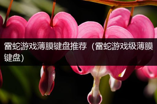 雷蛇游戏薄膜键盘推荐（雷蛇游戏级薄膜键盘）
